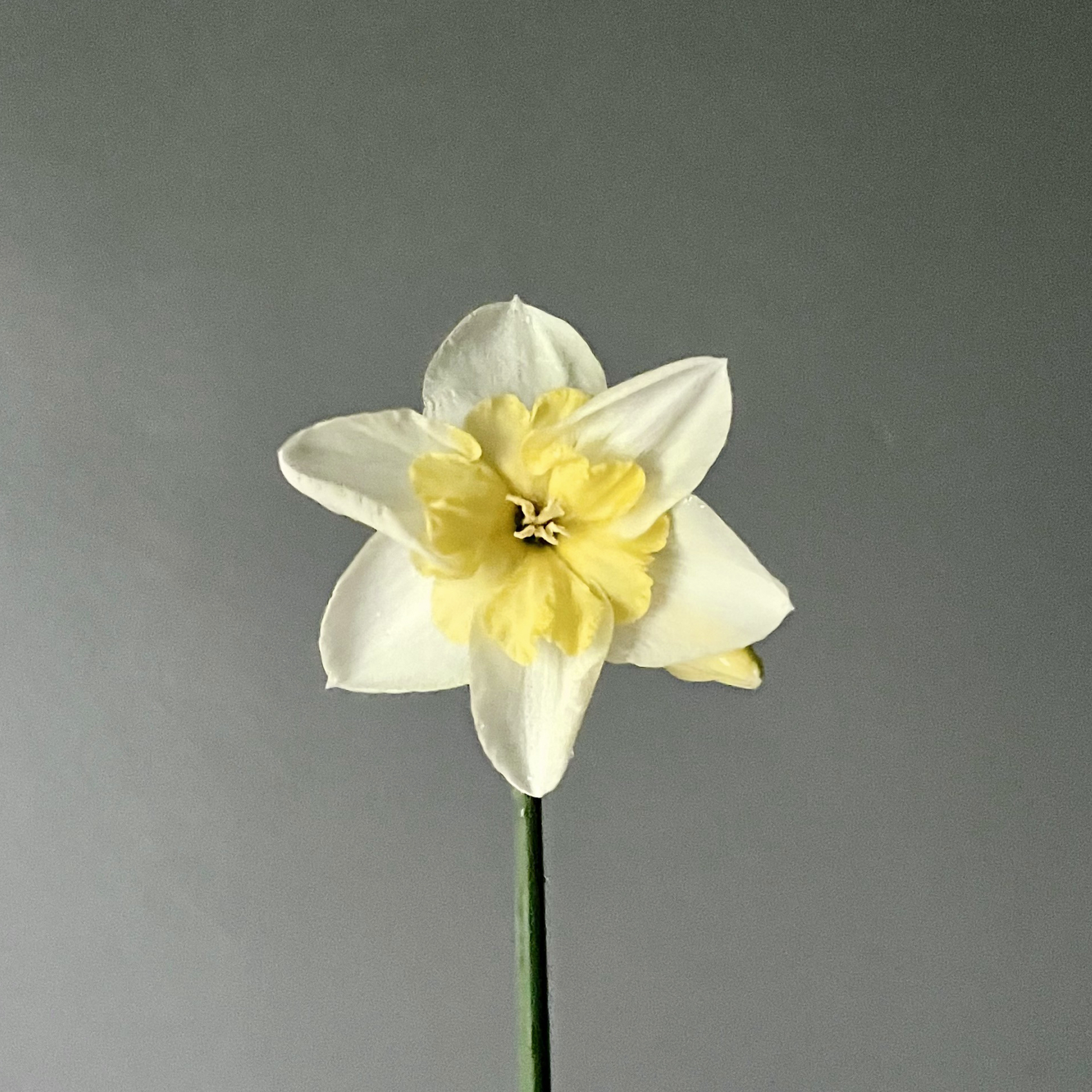 Narciss Papillon Blanc