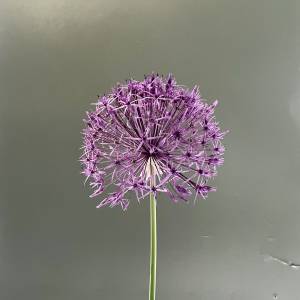 Allium Christophii