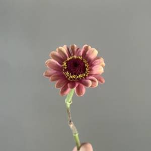 Zinnia Queeny lime red