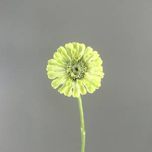 Zinnia Envy